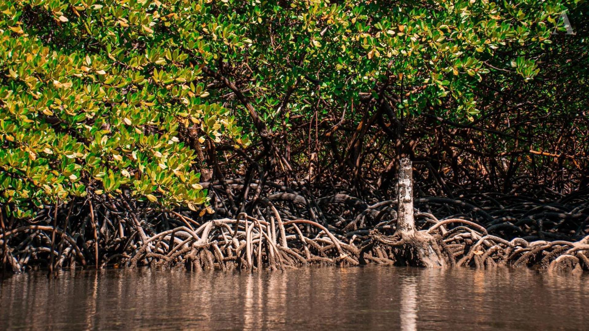 Готель Pousada Recanto Sol Nascente, Luxo E Proximidade Com A Natureza Rio Formoso Екстер'єр фото