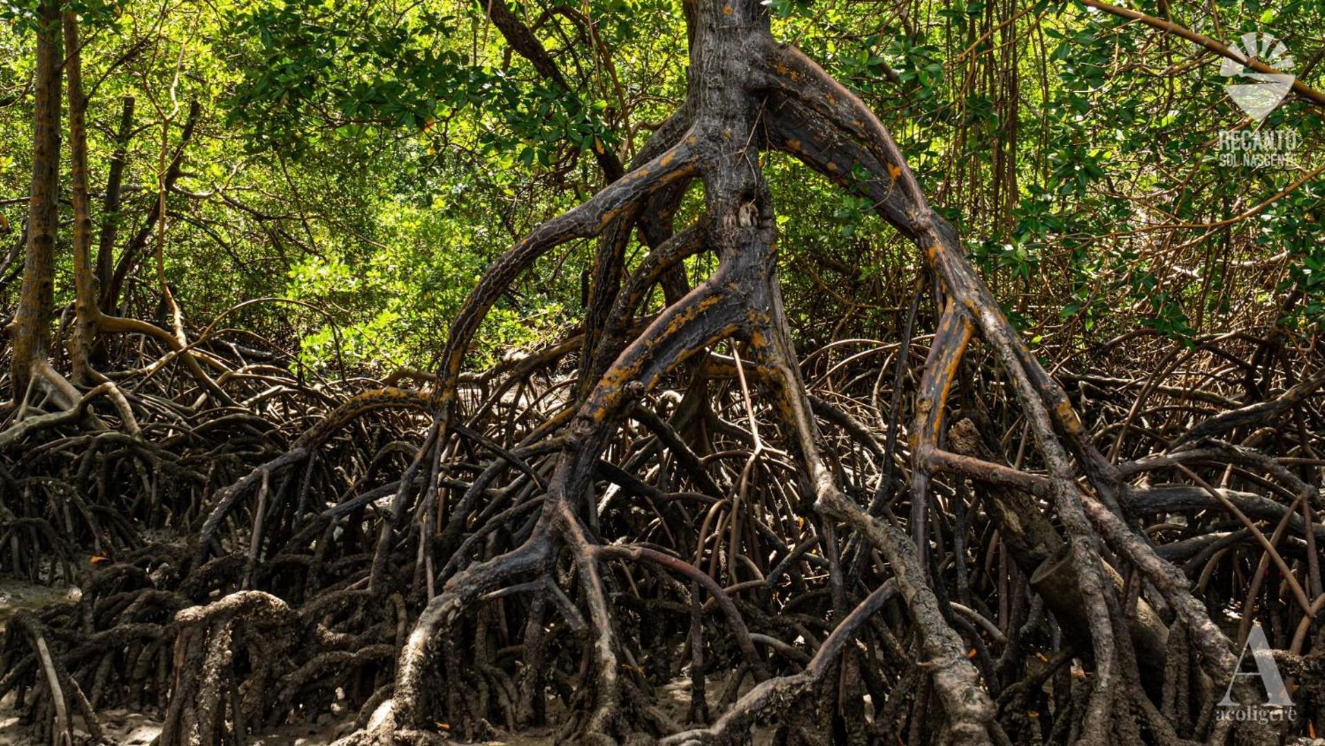 Готель Pousada Recanto Sol Nascente, Luxo E Proximidade Com A Natureza Rio Formoso Екстер'єр фото